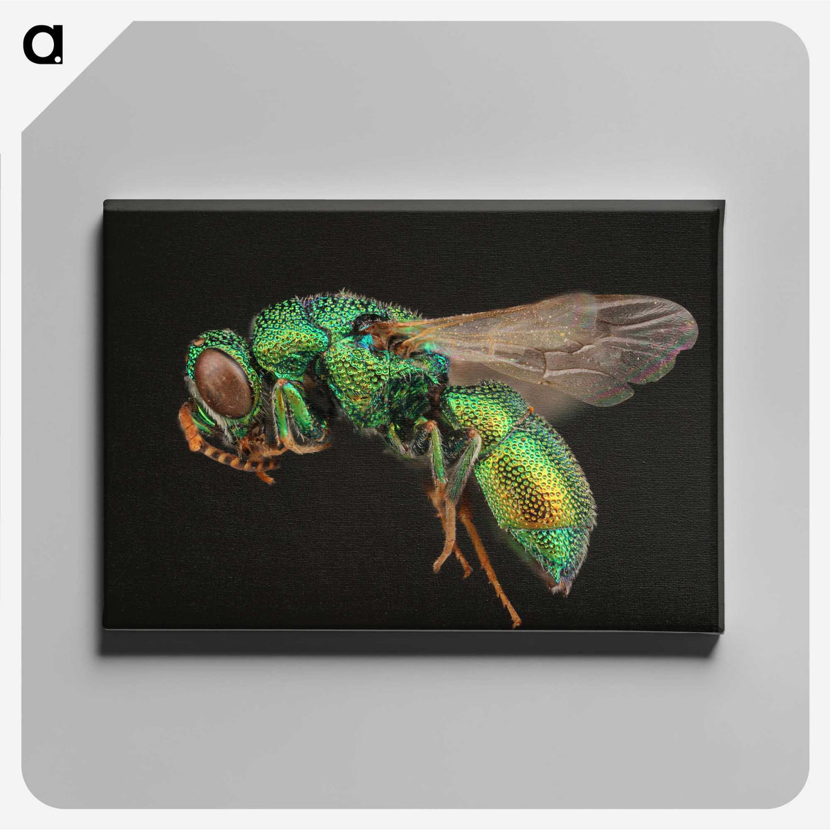 1-54_Insects-Unlocked-Project_canvas
