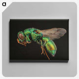 1-54_Insects-Unlocked-Project_canvas