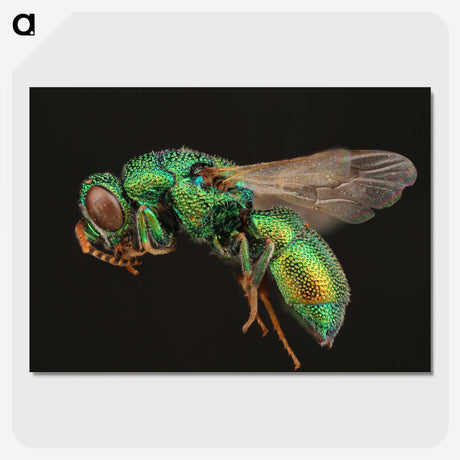 1-54_Insects-Unlocked-Project_picture-crop