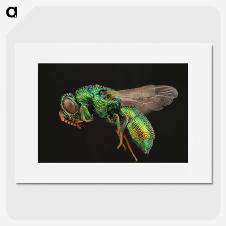 1-54_Insects-Unlocked-Project_picture