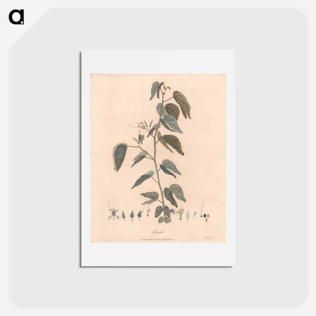 アートポストカード-Farek
 - ジェームス ヒース Postcard.