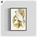 1-54_John-Gould_blk-crop