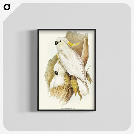 1-54_John-Gould_blk-crop