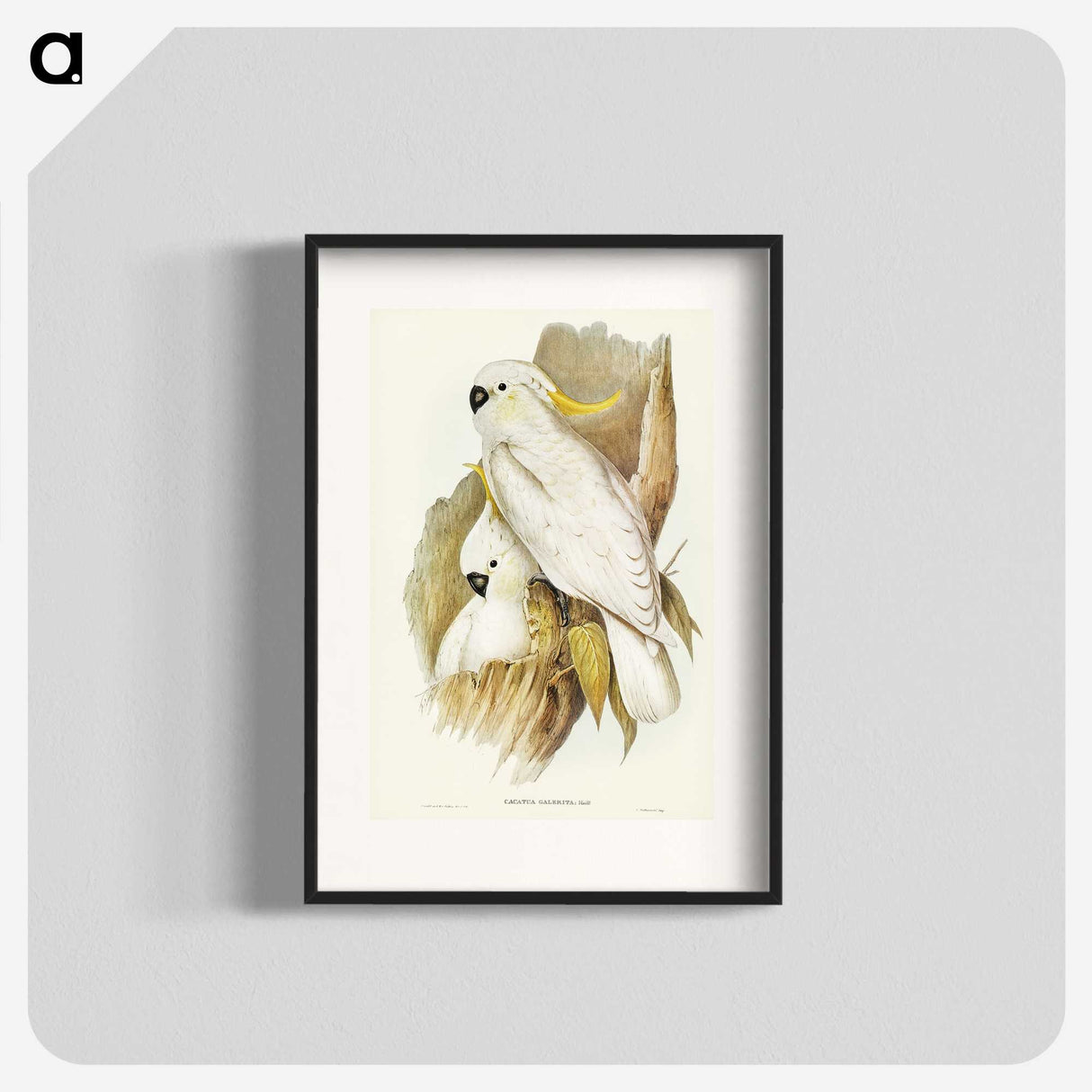 1-54_John-Gould_blk