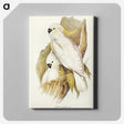 1-54_John-Gould_canvas