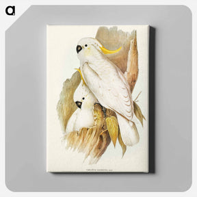 アートパネル-Crested Cockatoo
 - ジョン グールド Canvas.