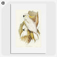 1-54_John-Gould_picture