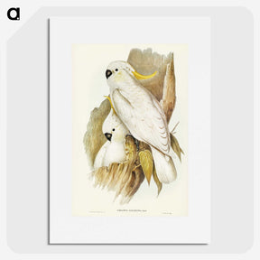 1-54_John-Gould_picture