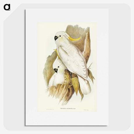 1-54_John-Gould_picture
