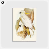 アートポストカード-Crested Cockatoo
 - ジョン グールド Postcard.