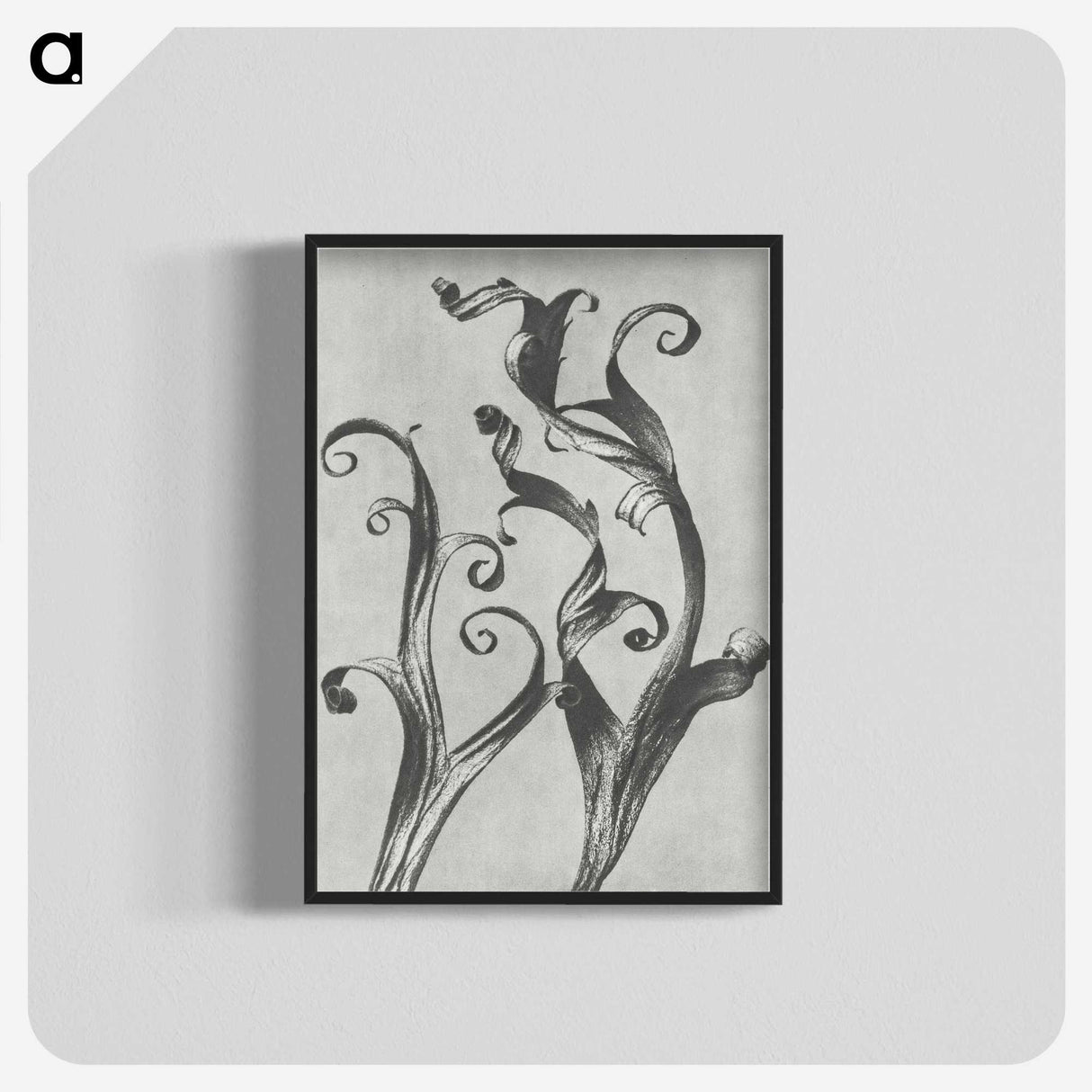1-54_Karl-Blossfeldt_blk-crop