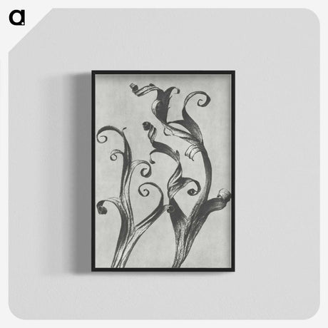 1-54_Karl-Blossfeldt_blk-crop