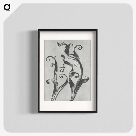 1-54_Karl-Blossfeldt_blk
