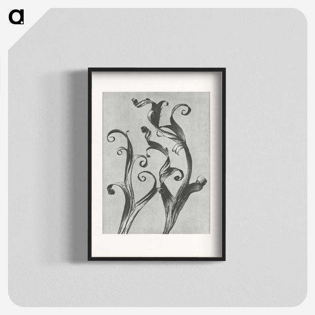 1-54_Karl-Blossfeldt_blk