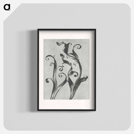 アートポスター-Delphinium - カール ブロスフェルト Poster.