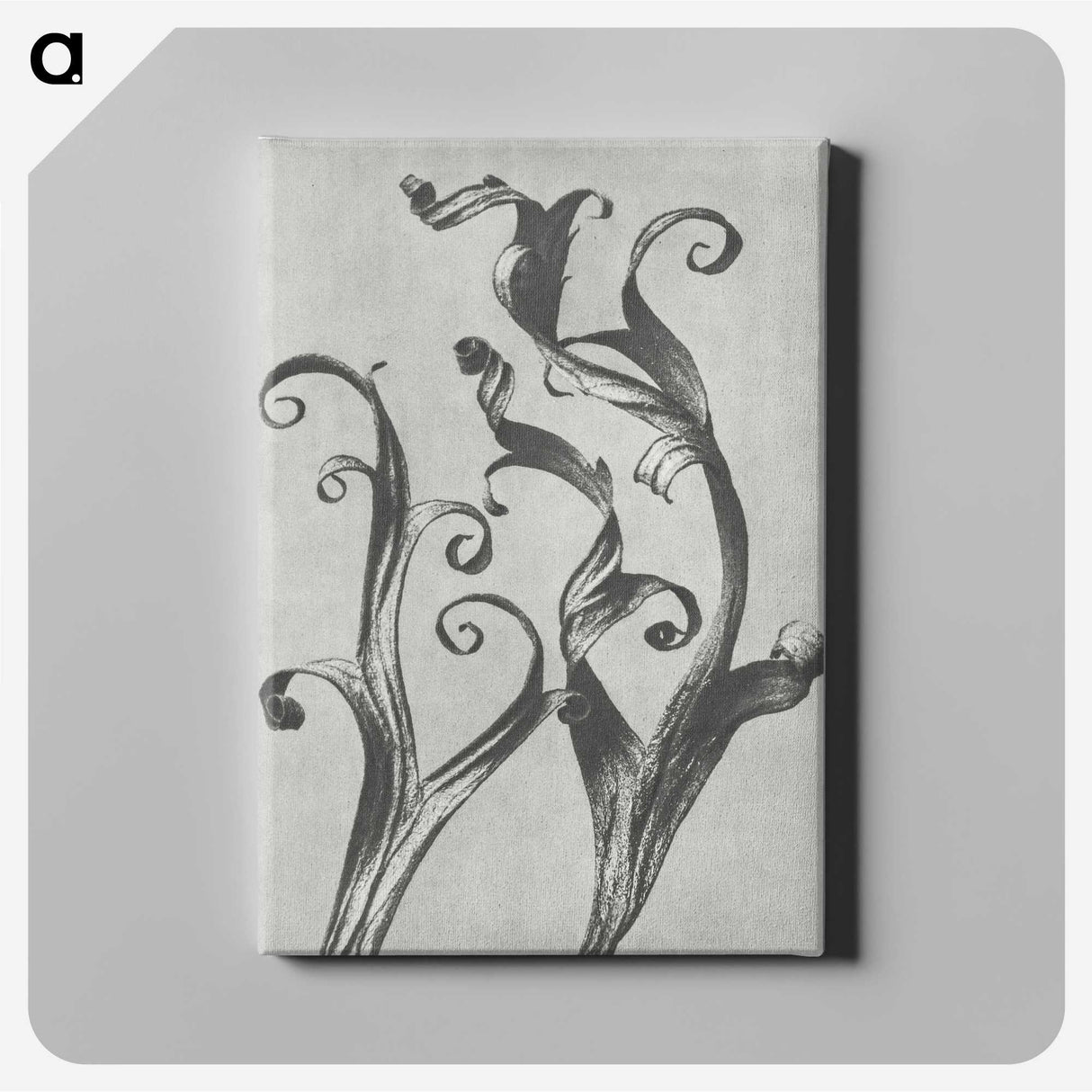 1-54_Karl-Blossfeldt_canvas