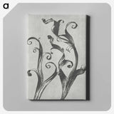 1-54_Karl-Blossfeldt_canvas