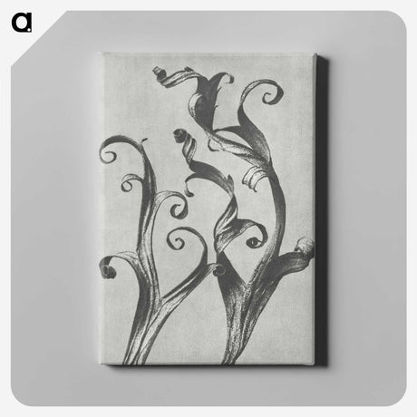 1-54_Karl-Blossfeldt_canvas
