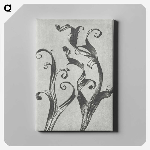 1-54_Karl-Blossfeldt_canvas