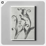 Delphinium - Karl Blossfeldt Canvas.