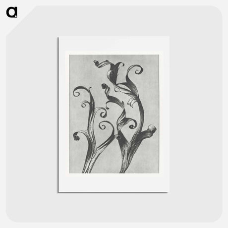 アートポストカード-Delphinium - カール ブロスフェルト Postcard.