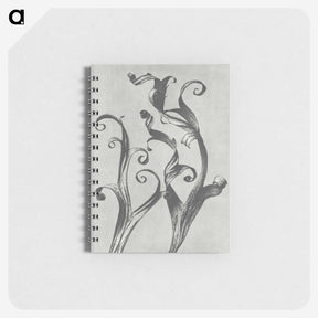 1-54_Karl-Blossfeldt_memo