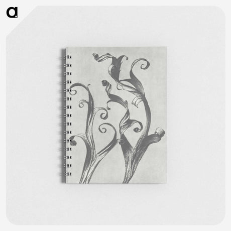 1-54_Karl-Blossfeldt_memo