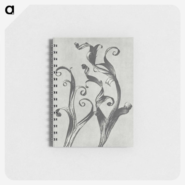 1-54_Karl-Blossfeldt_memo