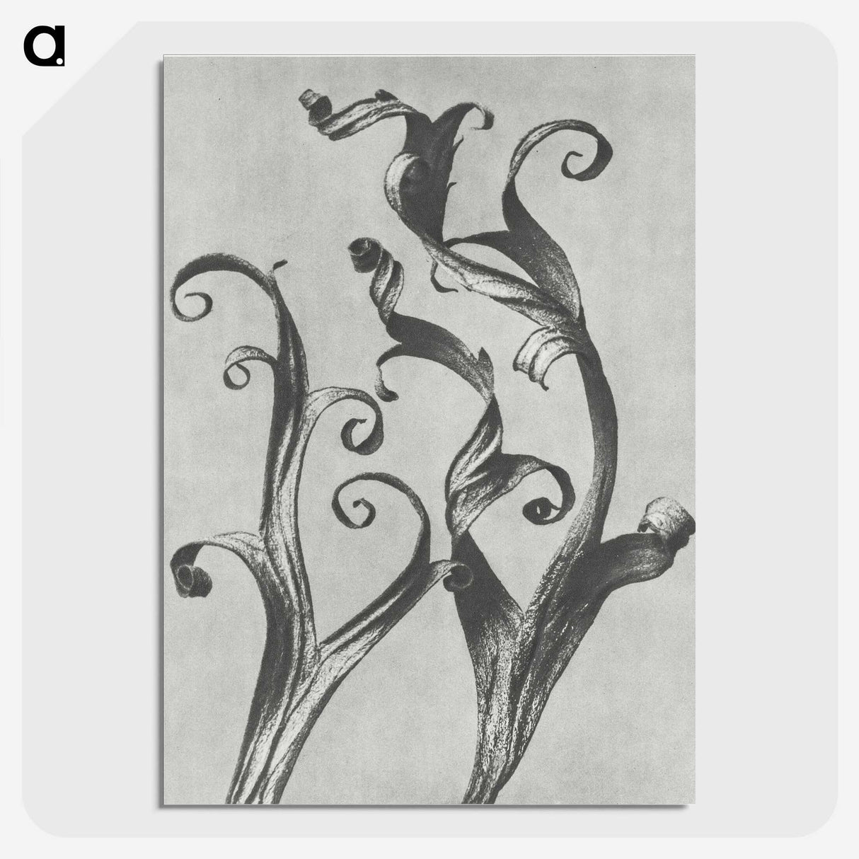 1-54_Karl-Blossfeldt_picture-crop