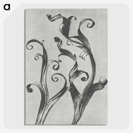 1-54_Karl-Blossfeldt_picture-crop