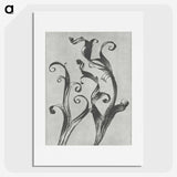 1-54_Karl-Blossfeldt_picture