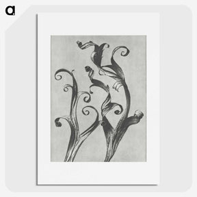 1-54_Karl-Blossfeldt_picture