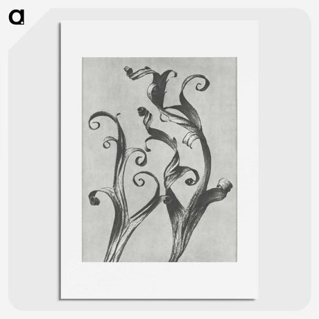 1-54_Karl-Blossfeldt_picture