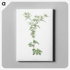 1-54_La-Botanique_canvas