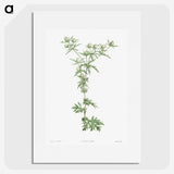1-54_La-Botanique_picture