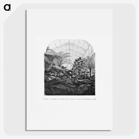 1-54_Les-Palmiers-Histoire-Iconographique_picture