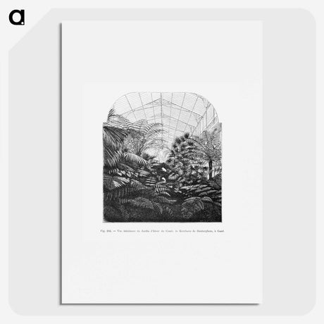 1-54_Les-Palmiers-Histoire-Iconographique_picture
