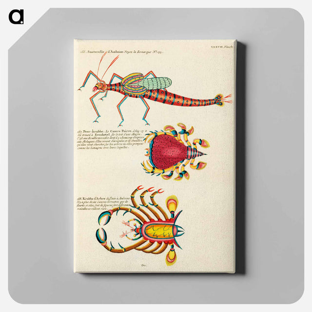 アートパネル-Moluccan Marine Life
 - ルイ ルナール Canvas.