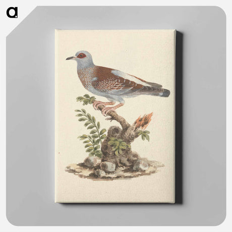 アートパネル-Columba guinea
 - ルイージ バルガーニ Canvas.