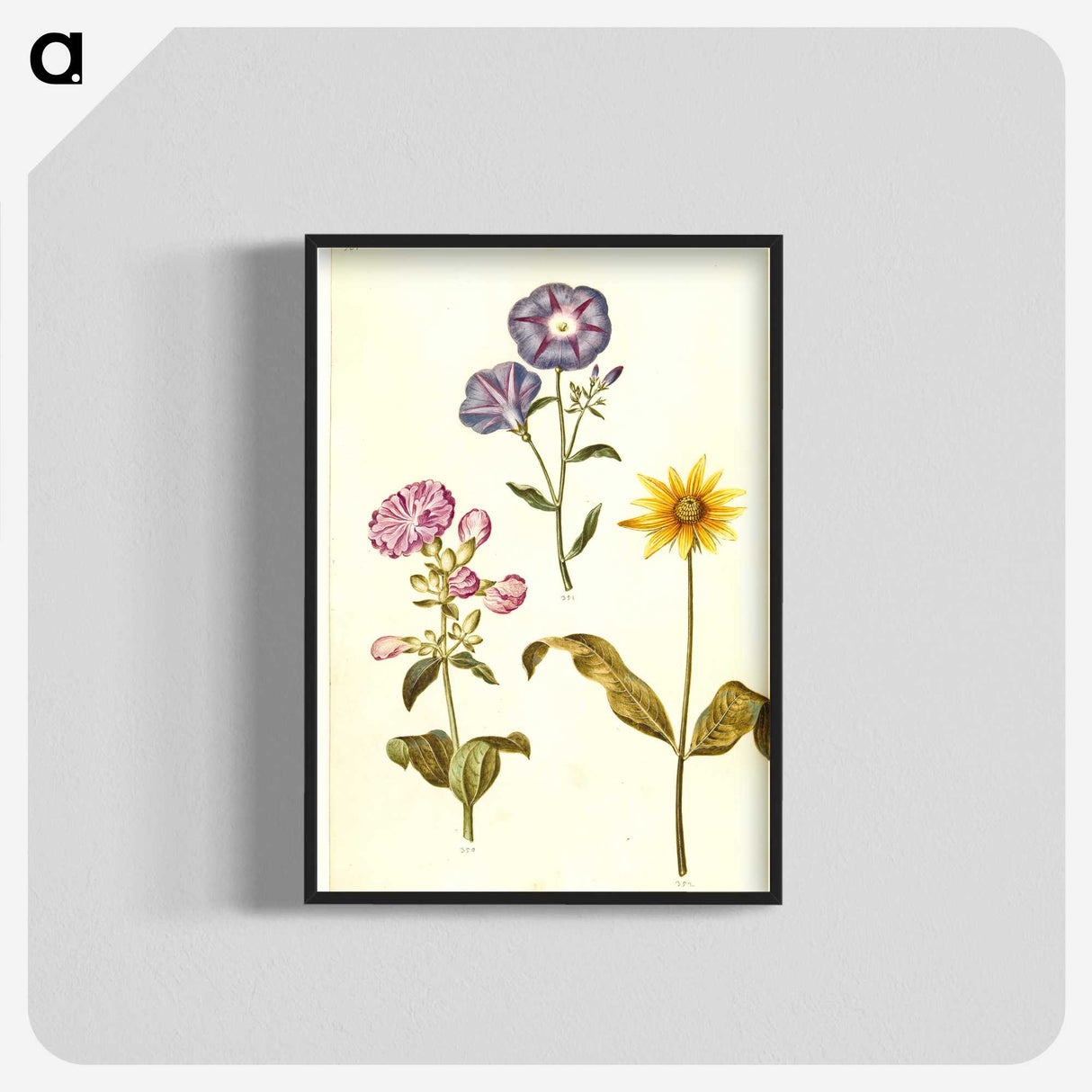 1-54_Maria-Sibylla-Merian_blk-crop
