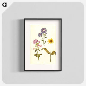 アートポスター-Saponaria, Convolvulus, and Helianthus
 - マリア ジビーラ メーリアン Poster.