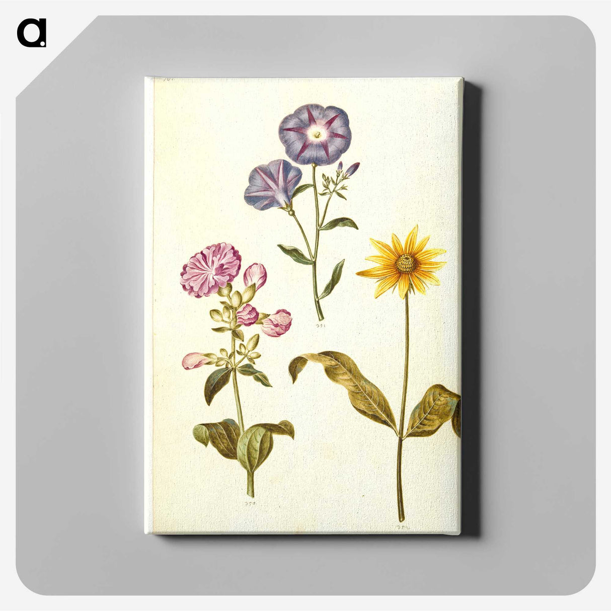 1-54_Maria-Sibylla-Merian_canvas