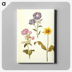1-54_Maria-Sibylla-Merian_canvas