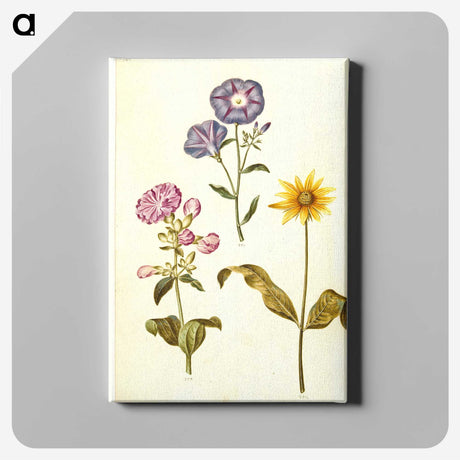 1-54_Maria-Sibylla-Merian_canvas