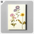 アートパネル-Saponaria, Convolvulus, and Helianthus
 - マリア ジビーラ メーリアン Canvas.