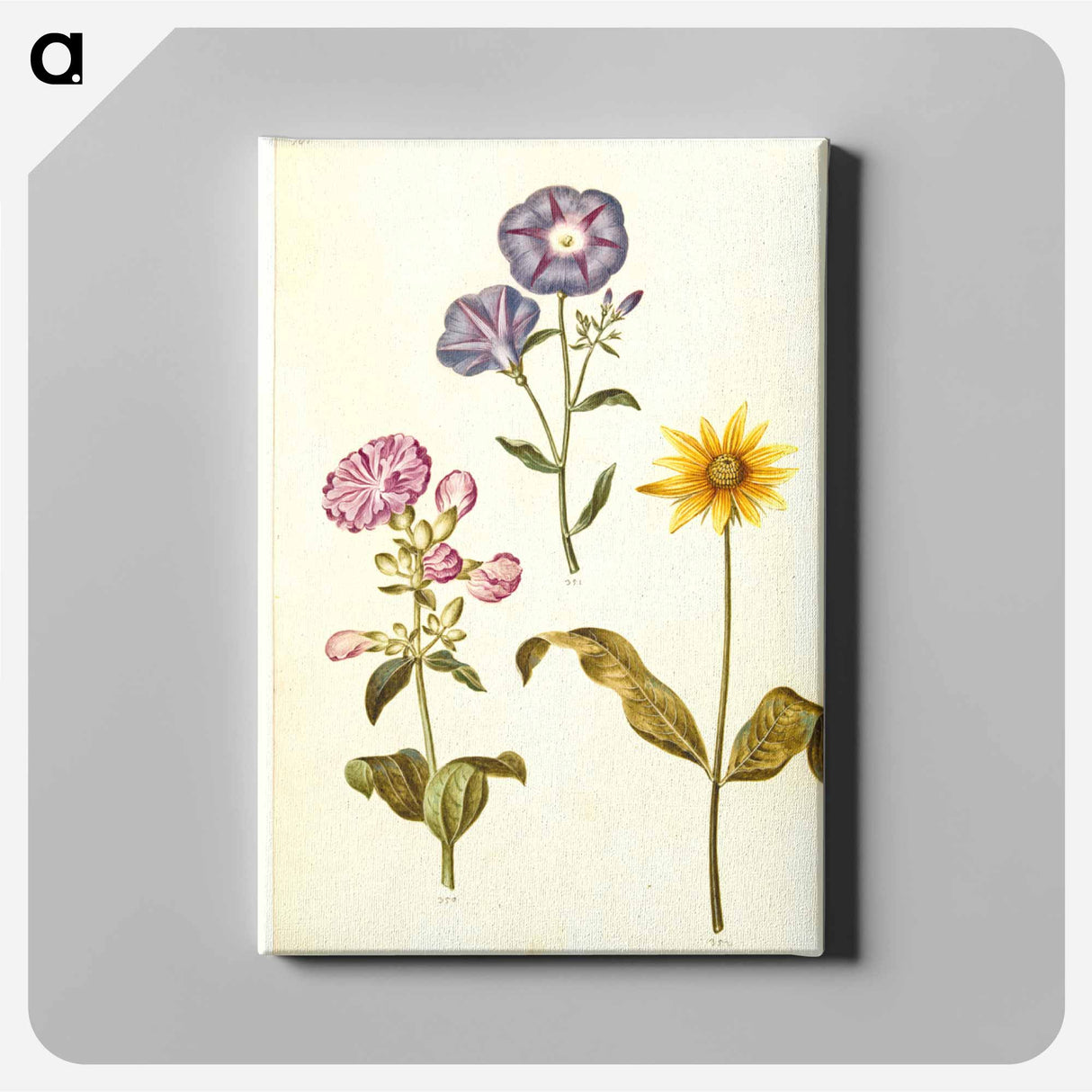 アートパネル-Saponaria, Convolvulus, and Helianthus
 - マリア ジビーラ メーリアン Canvas.