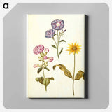 アートパネル-Saponaria, Convolvulus, and Helianthus
 - マリア ジビーラ メーリアン Canvas.