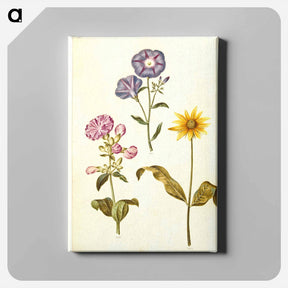 アートパネル-Saponaria, Convolvulus, and Helianthus
 - マリア ジビーラ メーリアン Canvas.