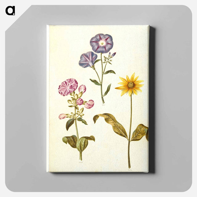 アートパネル-Saponaria, Convolvulus, and Helianthus
 - マリア ジビーラ メーリアン Canvas.