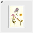アートポストカード-Saponaria, Convolvulus, and Helianthus
 - マリア ジビーラ メーリアン Postcard.